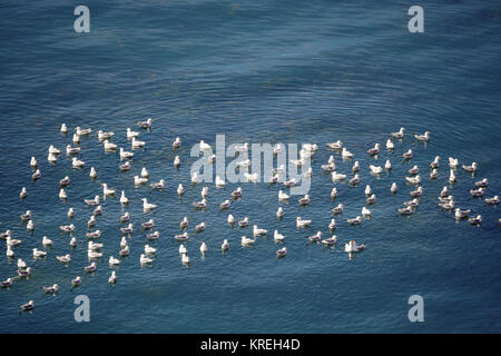 Herde der Europäischen Silbermöwe, Larus argentatus Stockfoto