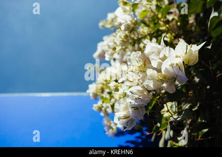 Blume gegen blaue Wand in den Gärten von Majorelle, Marrakech Stockfoto