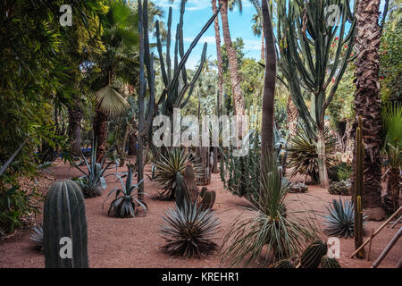 Kakteen in der Wüste Garten - Jardim Majorelle Marrakech Stockfoto