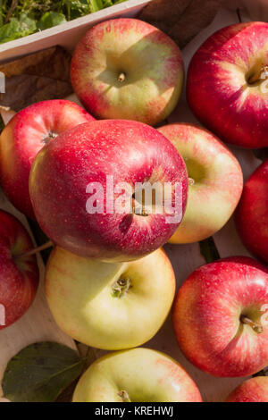 Frische Äpfel in einem hölzernen Kasten Stockfoto