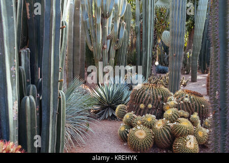 Kakteen in der Wüste Garten - Jardim Majorelle Marrakech Stockfoto