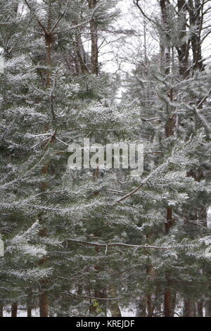Winter Kiefernwald Filialen mit Schnee Stockfoto