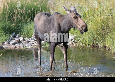 Ein Elch schreitet durch ein Wasserloch, Grand Tetons National Park, Teton County, Wyoming Stockfoto