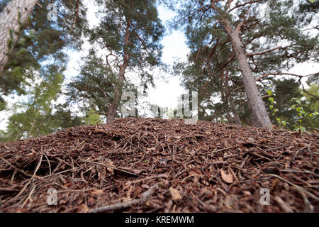Holz Ant's Nest (Formica rufa) unter Nadelbäumen. Surrey, Großbritannien. Stockfoto