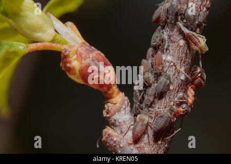 Waldameisen (Formica rufa) Landwirtschaft Blattläuse. Surrey, Großbritannien. Stockfoto