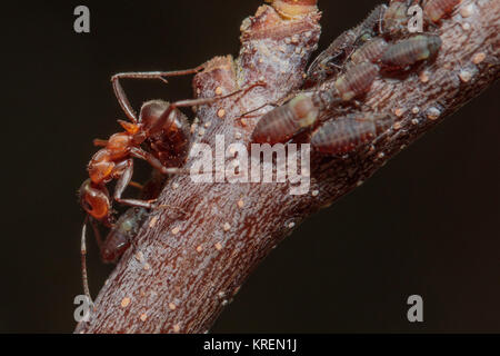 Waldameisen (Formica rufa) Landwirtschaft Blattläuse. Surrey, Großbritannien. Stockfoto