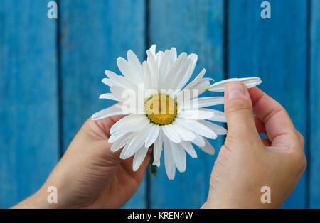 Daisy den Kopf in die Hände der Menschen Stockfoto