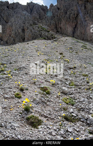 Rhätische Mohn Blumen wachsen auf kalkgeröll in Richtung der Kopf der Chedul Tal über Wolkenstein Gröden Dolomiten Italien Stockfoto