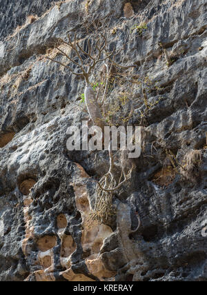 Madagaskar Flasche Baum (Pachypodium baronii) wächst auf Kalkstein in der Tsingy de Bemaraha National Park. Madagaskar, Afrika. Stockfoto