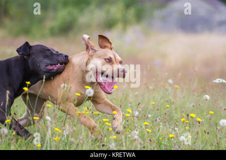 Die amerikanische Grube Stier Terrier schwarz und rot Arbeiten Pit Bulldog spielen auf einer Wiese im Sommer Stockfoto