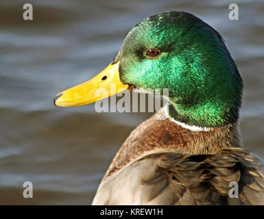 Stockente Männchen mit seinen unverwechselbaren grünen Kopf und leuchtend gelben Schnabel Stockfoto