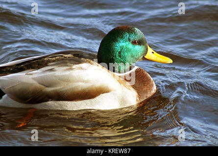 Nahaufnahme einer Stockente Männchen mit seinen unverwechselbaren grünen Kopf und leuchtend gelben Schnabel Stockfoto