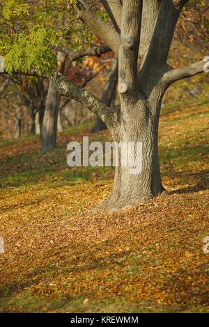 Herbst Baum im park Stockfoto