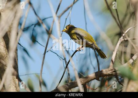 Bellbird in den Bäumen Stockfoto