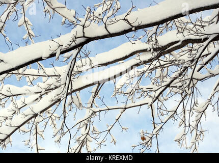 Frisch Schnee gefangen auf einem Baum vor einem strahlend blauen Himmel gefallen Stockfoto