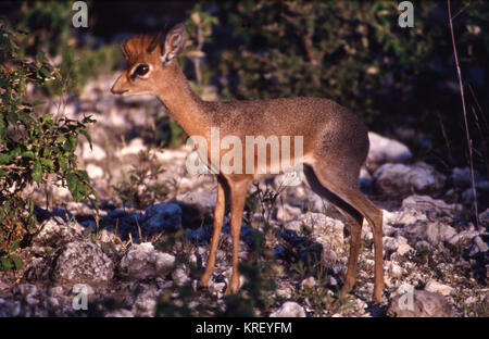 Damara Dik-Dik (Madoqua Kirkii) in Etosha National Park - Namibia Stockfoto