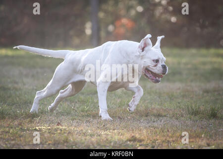 Weiß Deutscher Boxer weibliche an einem kalten Wintermorgen Stockfoto