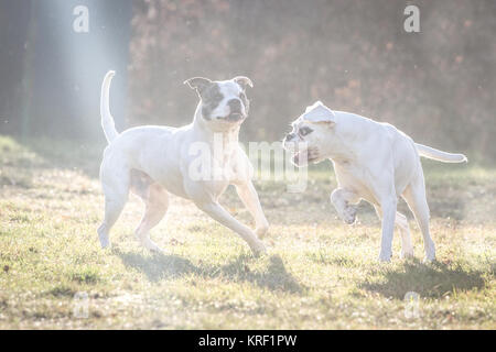 Weiße amerikanische Bulldogge und weißer Deutscher Boxer Hund Freunde spielen an einem kalten Wintertag Stockfoto