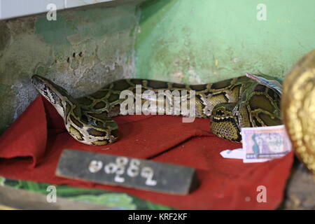 Die Schlange Pagode beherbergt mehrere Pythons, die in der Regel unter den heiligen Statuen leben. Anbeter geben Geld und Essen Segen und Glück zu verdienen. Stockfoto