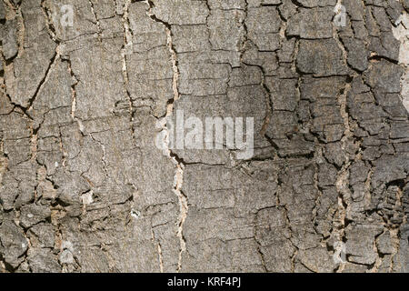 Berg-Ahorn, Bergahorn, Rinde, Borke, Stamm, Baumstamm, Ahorn, Acer pseudoplatanus, Bergahorn, erable Sycomore, Bergahorn, Ahorn, Rinde, Rinde, Stamm Stockfoto