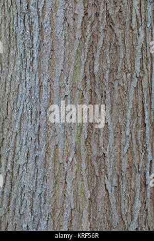 Berg-Ulme, Bergulme, Rinde, Borke, Stamm, Baumstamm, Ulme, Weißrüster, Ulmus glabra, Ulmus scabra, Ulmus Montana, Berg-ulme, Scots Elm, Elm, Rinde, Rinde Stockfoto