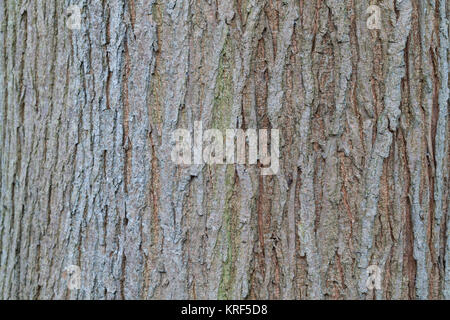 Berg-Ulme, Bergulme, Rinde, Borke, Stamm, Baumstamm, Ulme, Weißrüster, Ulmus glabra, Ulmus scabra, Ulmus Montana, Berg-ulme, Scots Elm, Elm, Rinde, Rinde Stockfoto