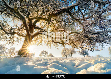 Winter Landschaft mit der Sonne hinter einem wunderschönen Schnee leuchtend-fallenden Baum auf einem Feld mit blauem Himmel Stockfoto