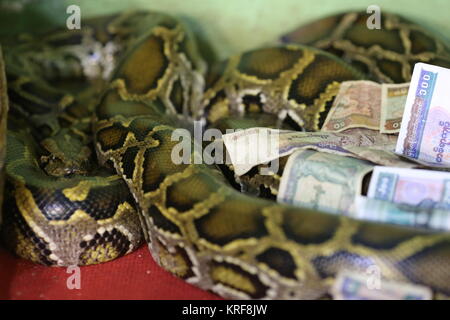 Die Schlange Pagode beherbergt mehrere Pythons, die in der Regel unter den heiligen Statuen leben. Anbeter geben Geld und Essen Segen und Glück zu verdienen. Stockfoto