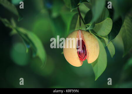 Reif Muskatnuss auf Baum, Hawaii Stockfoto