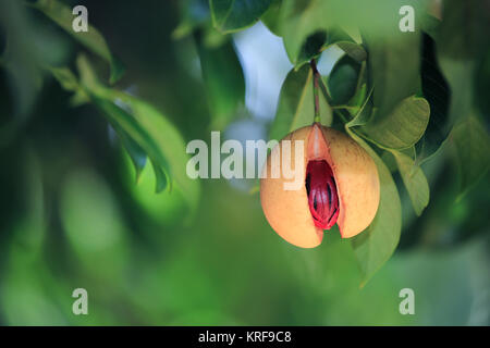 Reif Muskatnuss auf Baum, Hawaii Stockfoto