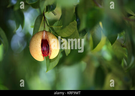 Reif Muskatnuss auf Baum, Hawaii Stockfoto