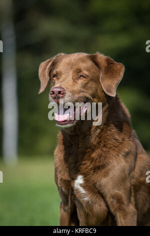 Chesapeake Bay Retriever Senior Hund mix Stockfoto
