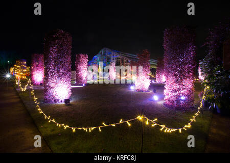 Surrey, Großbritannien. 19. Dezember, 2017. Royal Horticultural Society in Wisley zauberhafte Weihnachten Leuchten Ereignis, Surrey, England, UK. 19 Dez, 2017. RHS Wisley funkelt diese festliche Jahreszeit als Teil seiner Weihnachten Leuchten. Eine der besten Gärten der Welt hat schön seine Gärten mit Blumen leuchten und Installationen lit für Weihnachten. Credit: Jeff Gilbert/Alamy leben Nachrichten Stockfoto