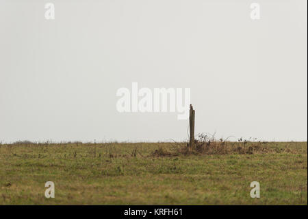 Brighton, East Sussex. Dezember 2017 20. UK Wetter. Dichter Nebel über Brighton verursacht geringere Sichtbarkeit, als von unten, wo Bevendean Bevendean die South Downs National Park entspricht. Credit: Francesca Moore/Alamy leben Nachrichten Stockfoto