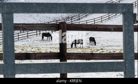 Unterholz, Deutschland. 20 Dez, 2017. Drei Pferde stehen auf einer verschneiten Wiese hinter einem Zaun in Unterholz, Deutschland, 20. Dezember 2017. Credit: Peter Kneffel/dpa/Alamy leben Nachrichten Stockfoto