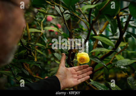 Liberec, Tschechische Republik. 20 Dez, 2017. Eine Kamelie nitidissima ist im Botanischen Garten in Liberec, Tschechische Republik, am 20. Dezember 2017. Credit: Radek Petrásek/CTK Photo/Alamy leben Nachrichten Stockfoto