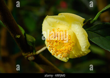 Liberec, Tschechische Republik. 20 Dez, 2017. Eine Kamelie nitidissima ist im Botanischen Garten in Liberec, Tschechische Republik, am 20. Dezember 2017. Credit: Radek Petrásek/CTK Photo/Alamy leben Nachrichten Stockfoto