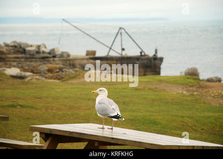 Isle of Portland, Dorset. 20. Dezember 2017 - eine Möwe wartet auf Tisch scraps auf einen milden, bewölkten Tag in Portland Bill in Dorset Credit: stuart Hartmut Ost/Alamy leben Nachrichten Stockfoto