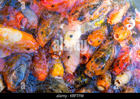 Dekorative China koi Karpfen im Pool farbige Stockfoto