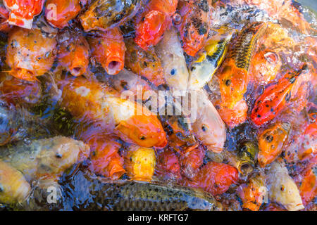 Dekorative China koi Karpfen im Pool farbige Stockfoto