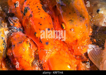 Dekorative China koi Karpfen im Pool farbige Stockfoto