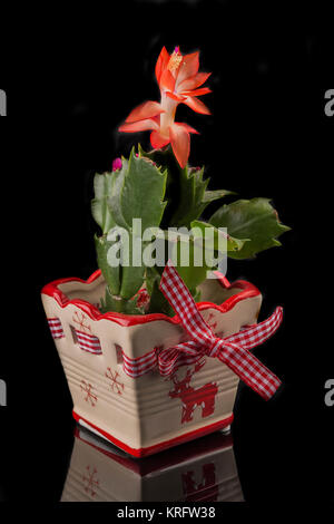 Weihnachtskaktus, buckleyi Schlumbergera. Stockfoto