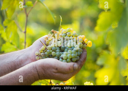 Weinlese. Bauern Hände Trauben Holding. Stockfoto