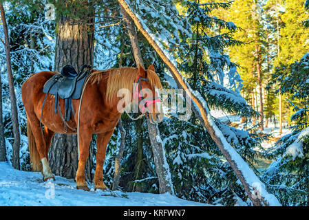 Ein Pferd mit Sattel im Winter Stockfoto