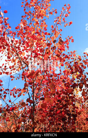 Rote Blätter von Asp im Herbst Stockfoto