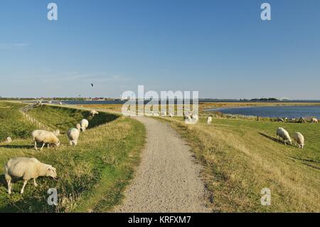 Fehmarn, Blick vom deichweg auf lemkenhafen Stockfoto