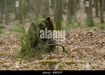 Europäische Braunbären/Europäischer Braunbaer (Ursus arctos), verspielte junge Cub, sitzen im Wald, Spielen mit einem kleinen Baum, Europa. Stockfoto