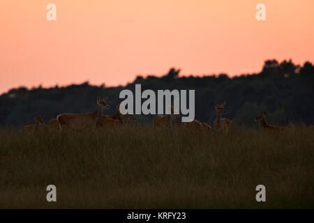 Red Deer/Rothirsch (Cervus elaphus) Gruppe von hinds in offenes Grasland, nahe an den Rand eines Waldes, in der Dämmerung, letzten Abendlicht, Europa. Stockfoto