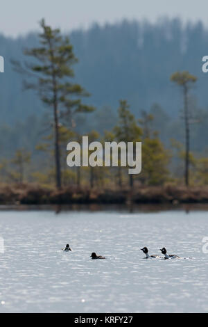 Goldeneyes/Schellenten (Bucephala clangula), drei Rüden in der Zucht Kleid auf der Jagd nach einem weiblichen, um an einem See, in der Entfernung, Schweden, Skandinavien. Stockfoto