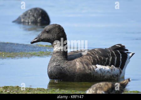 Schwarz Brent oder Pacific Ringelgans (Branta bernicla nigricans) auf Big Island, Hawaii Stockfoto